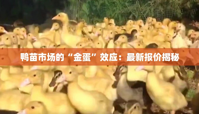 鸭苗市场的“金蛋”效应:最新报价揭秘
