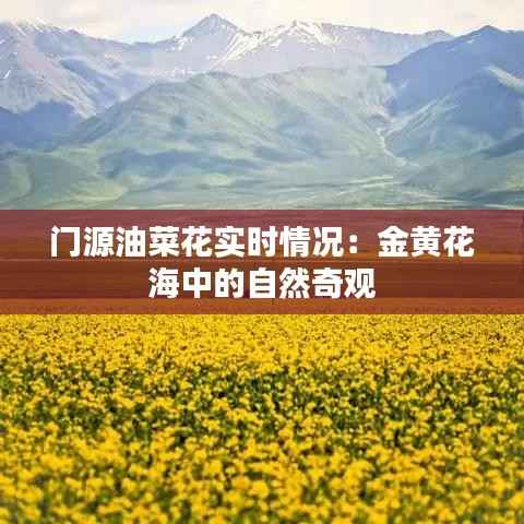 门源油菜花实时情况：金黄花海中的自然奇观
