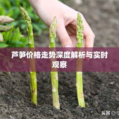 芦笋价格走势深度解析与实时观察