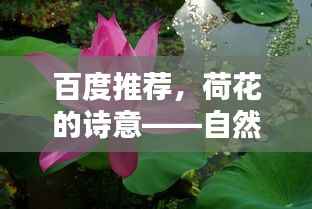 百度推荐,荷花的诗意——自然美与文学韵味的完美融合