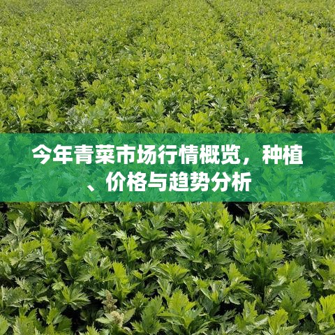 今年青菜市场行情概览,种植、价格与趋势分析