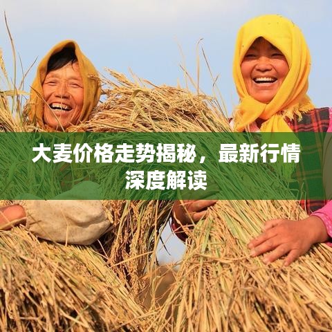 大麦价格走势揭秘，最新行情深度解读