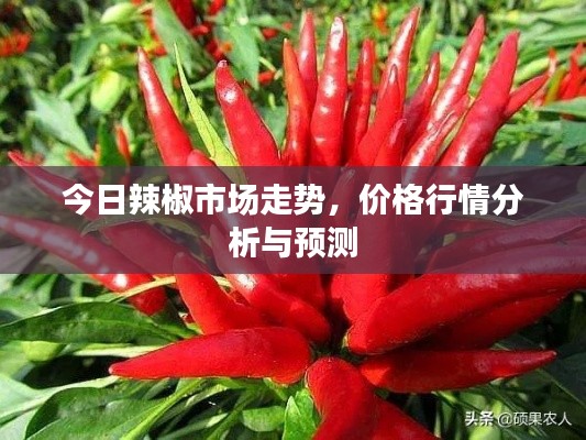 今日辣椒市场走势,价格行情分析与预测