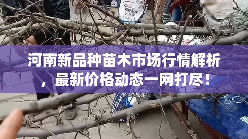 河南新品种苗木市场行情解析,最新价格动态一网打尽!