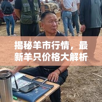 揭秘羊市行情，最新羊只价格大解析！
