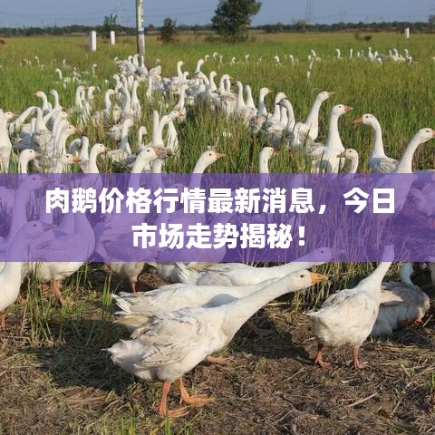 凤毛麟角 第2页