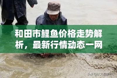 和田市鲤鱼价格走势解析,最新行情动态一网打尽!