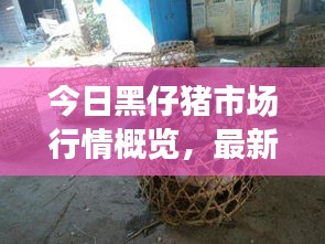今日黑仔猪市场行情概览,最新动态一网打尽