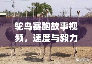 鸵鸟赛跑故事视频，速度与毅力的极限挑战！