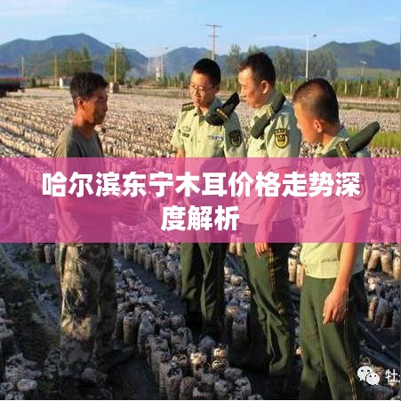 哈尔滨东宁木耳价格走势深度解析